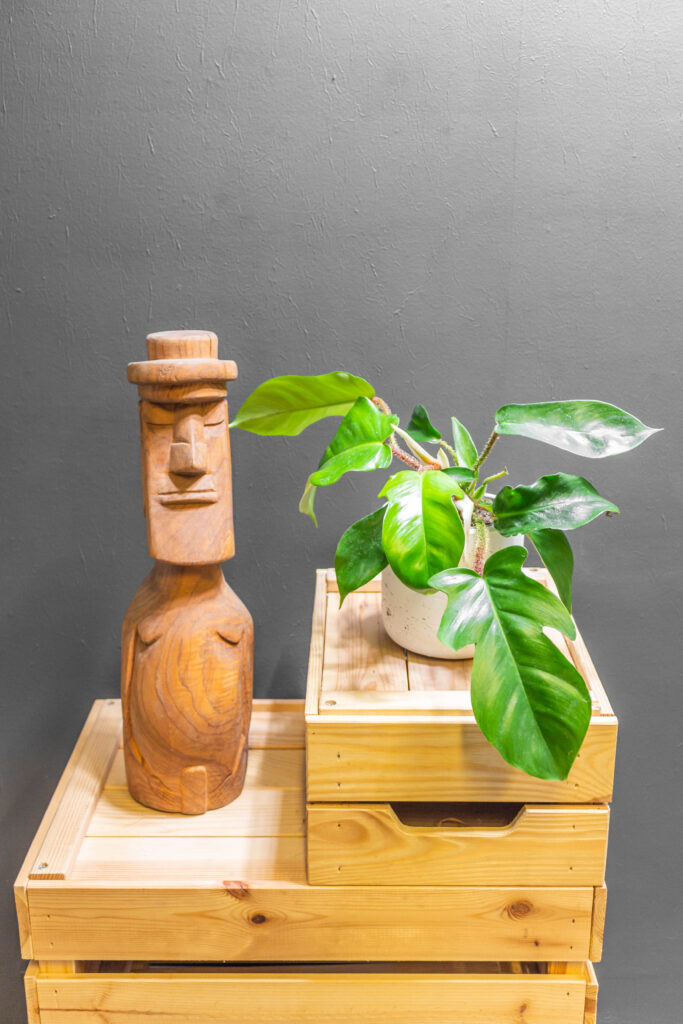 Philodendron Squamiferum