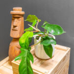 Philodendron Squamiferum