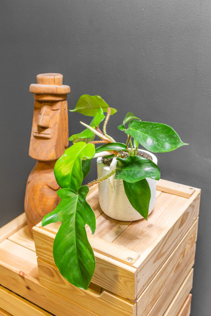 Philodendron Squamiferum