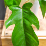 Philodendron Squamiferum