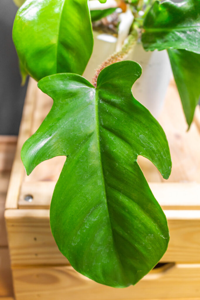 Philodendron Squamiferum