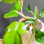 Philodendron Squamiferum