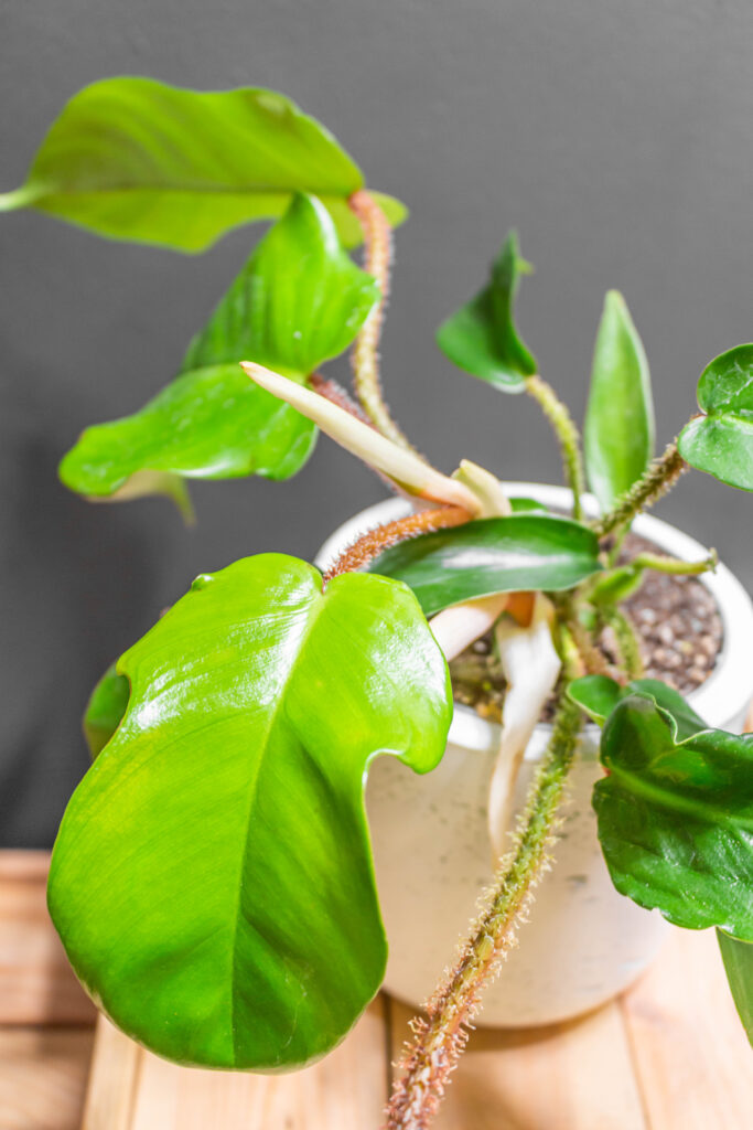 Philodendron Squamiferum