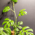 Monstera minima