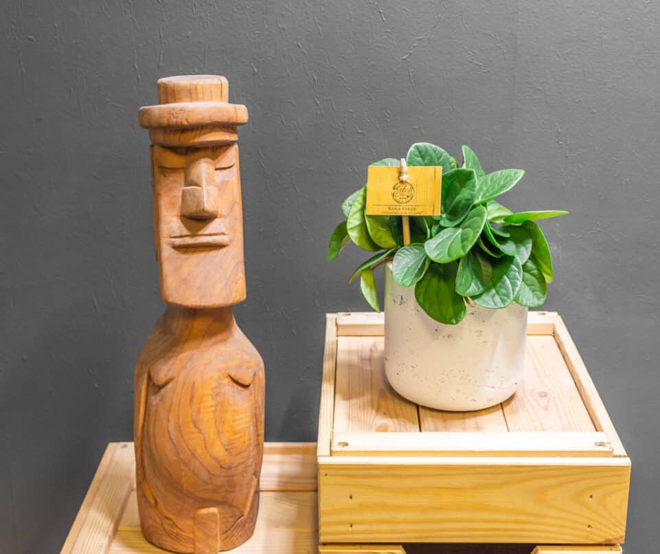 Peperomia Rana Verde