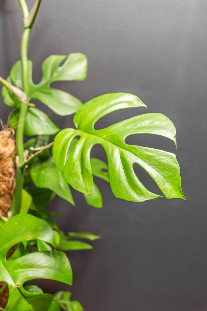 Monstera minima