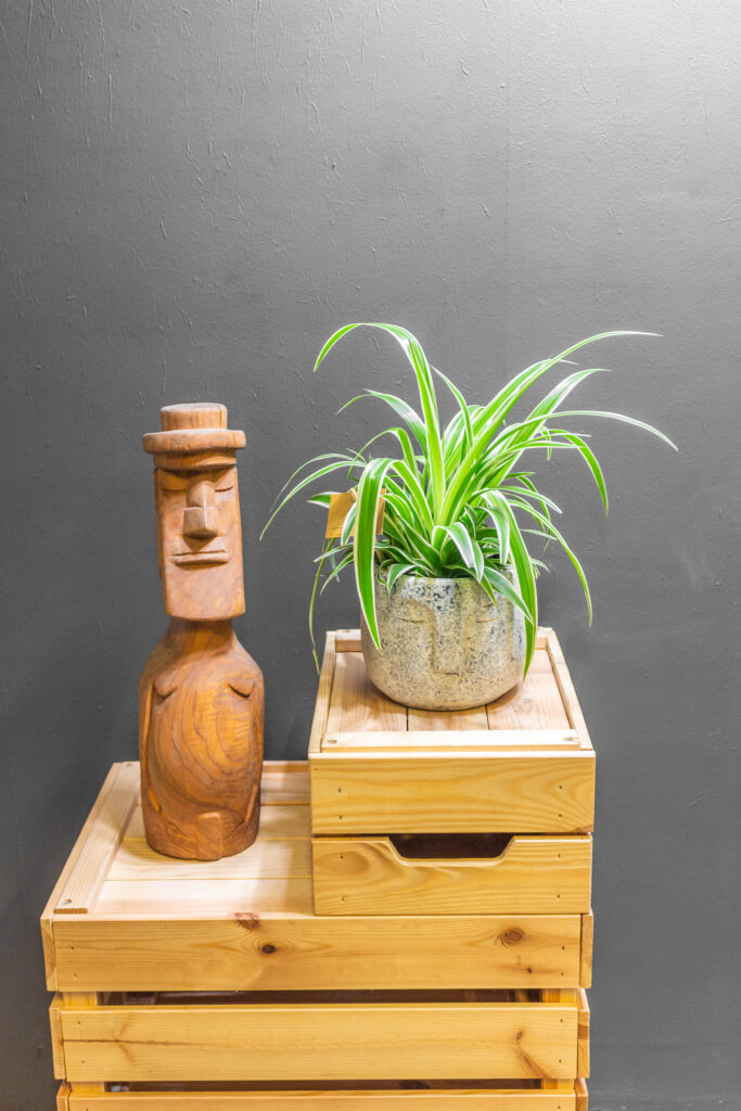 Chlorophytum Ocean