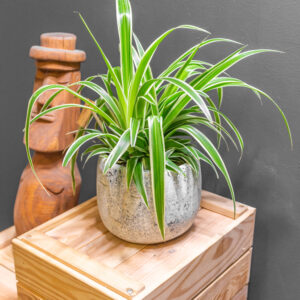 Chlorophytum Ocean