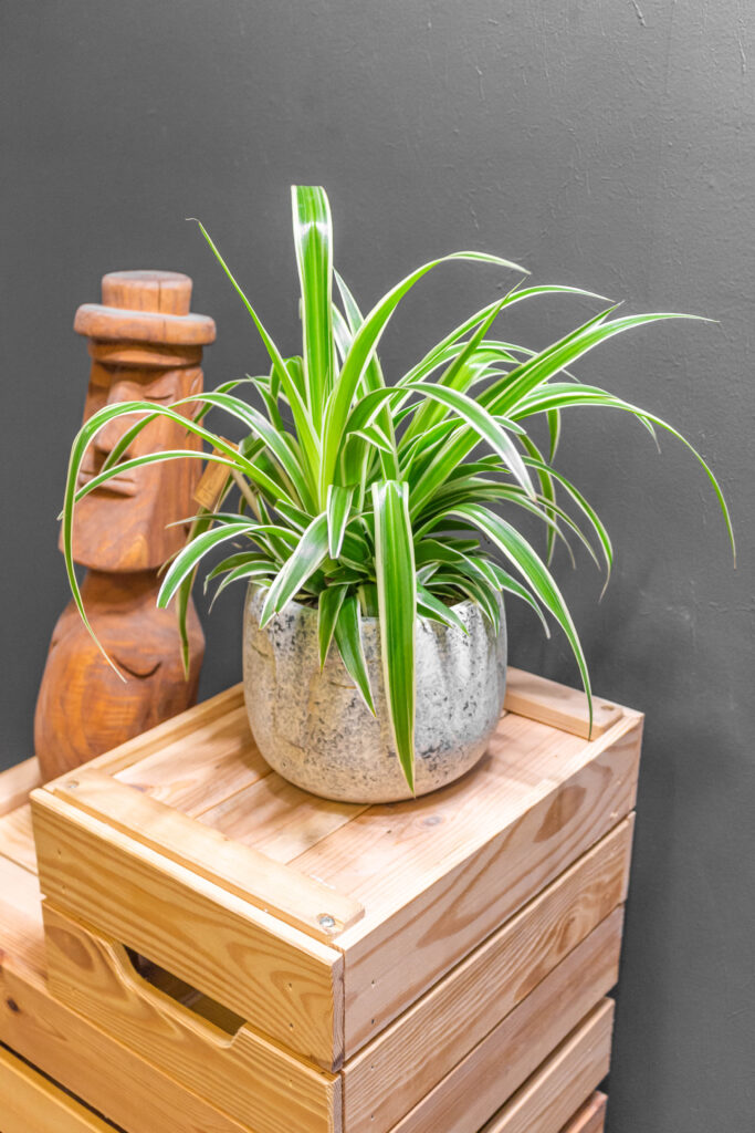 Chlorophytum Ocean