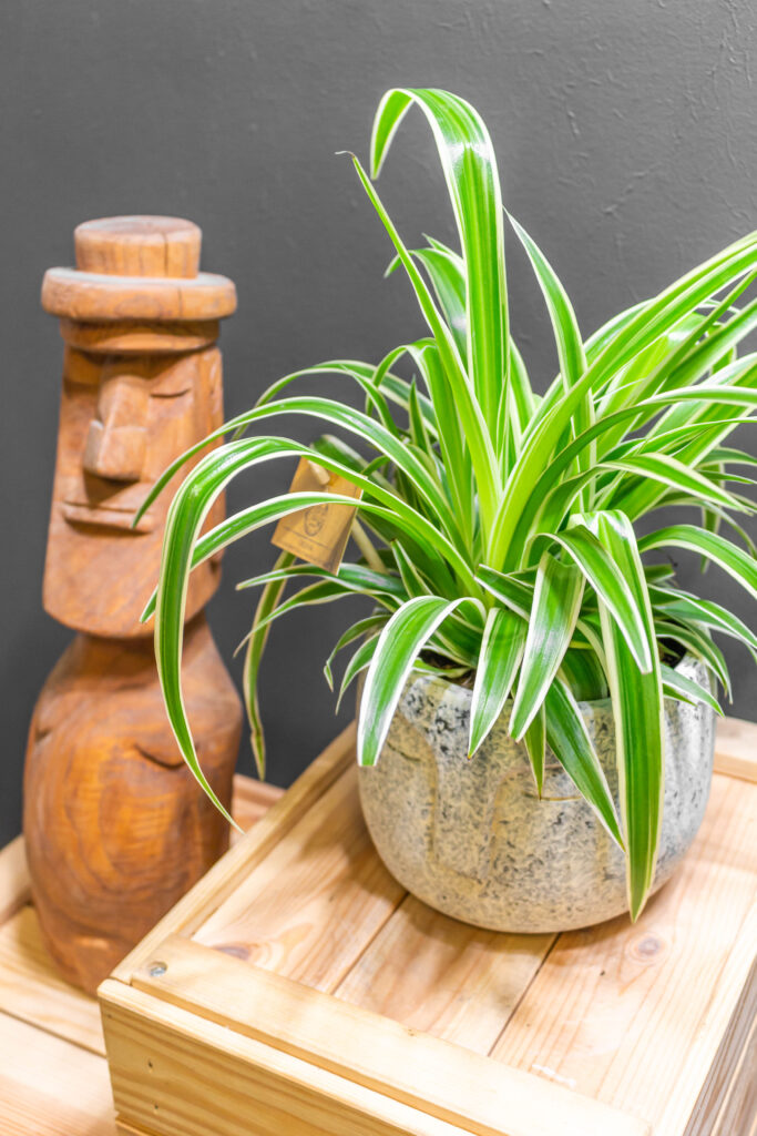 Chlorophytum Ocean