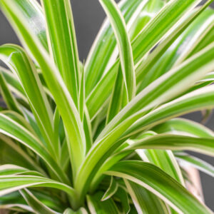 Chlorophytum Ocean