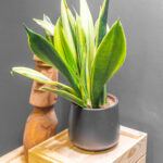 Sansevieria Golden Flame