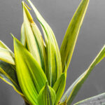 Sansevieria Golden Flame