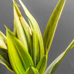 Sansevieria Golden Flame