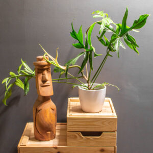 Philodendron Glad Hands