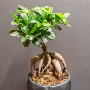 Bonsai Ficus Gingseng