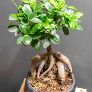 Bonsai Ficus Gingseng