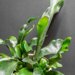 Platycerium Bifurcatum