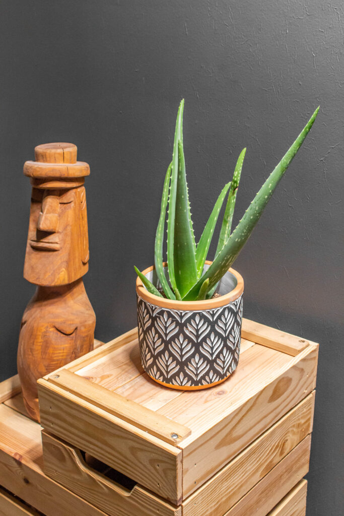 Aloe Vera