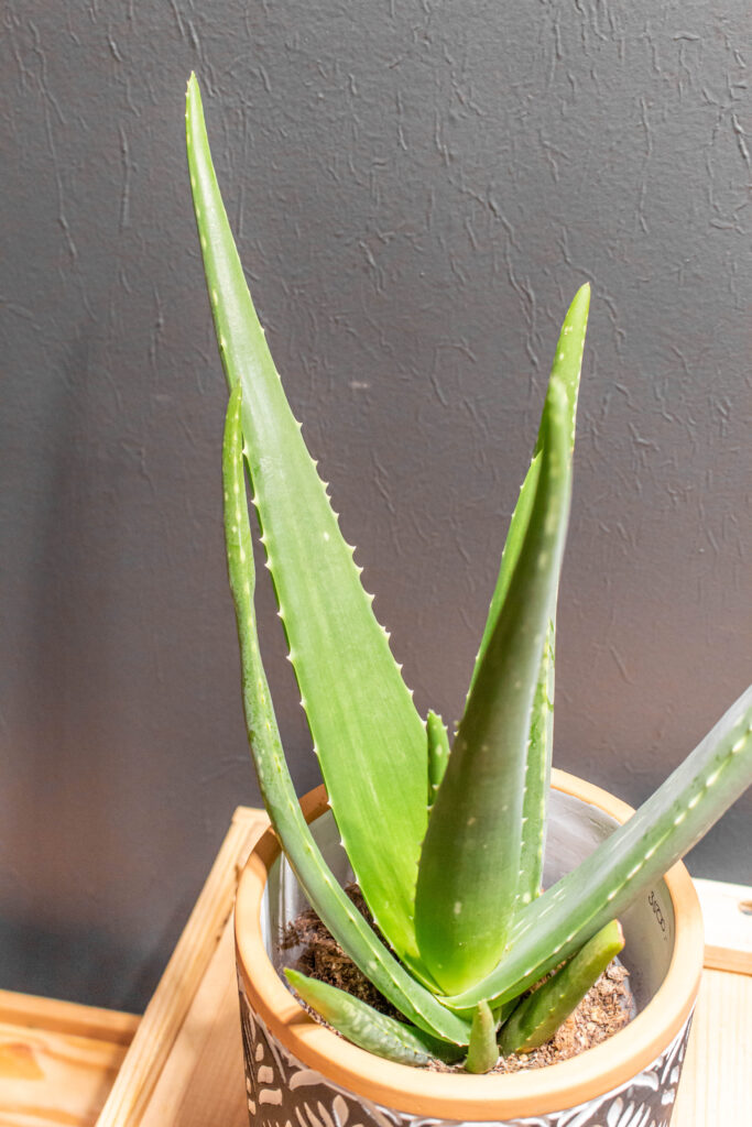 Aloe Vera
