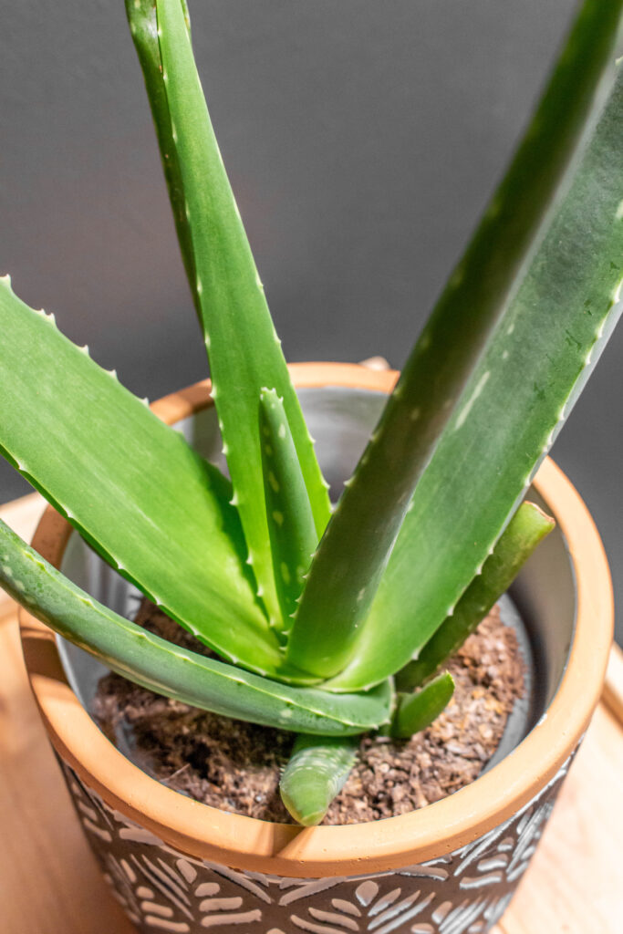 Aloe Vera