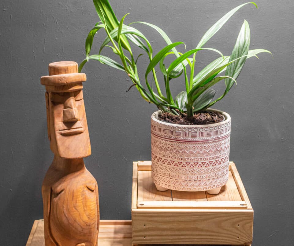 Epipremnum Amplissimum Silver
