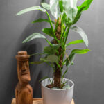 Philodendron Silver Sword