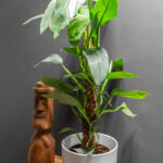 Philodendron Silver Sword