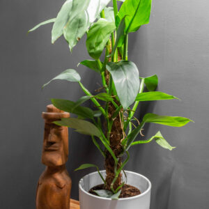 Philodendron Silver Sword