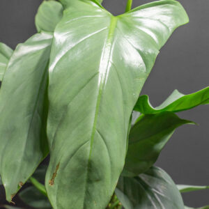 Philodendron Silver Sword