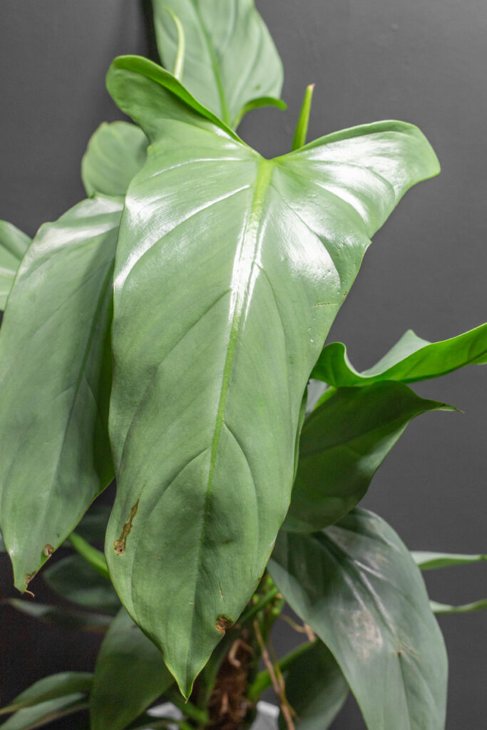 Philodendron Silver Sword