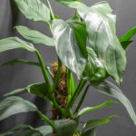 Philodendron Silver Sword