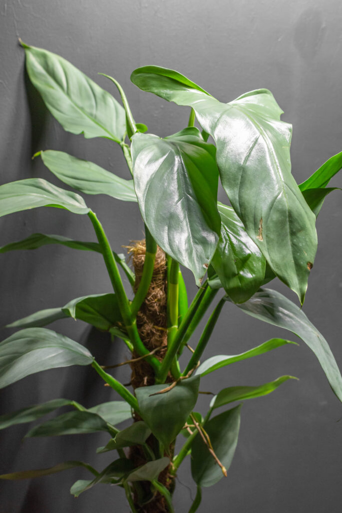 Philodendron Silver Sword