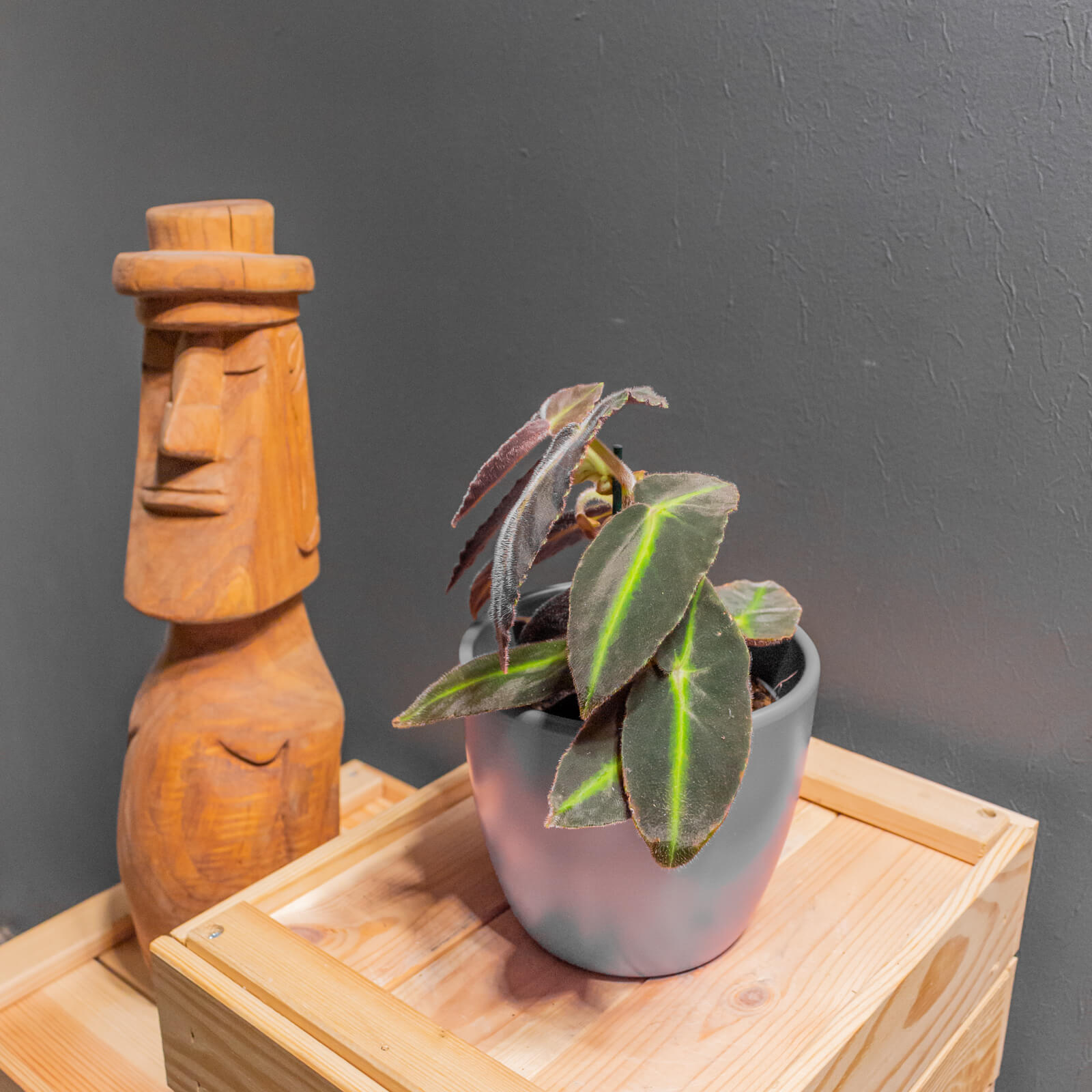 Begonia Listrada 12cm