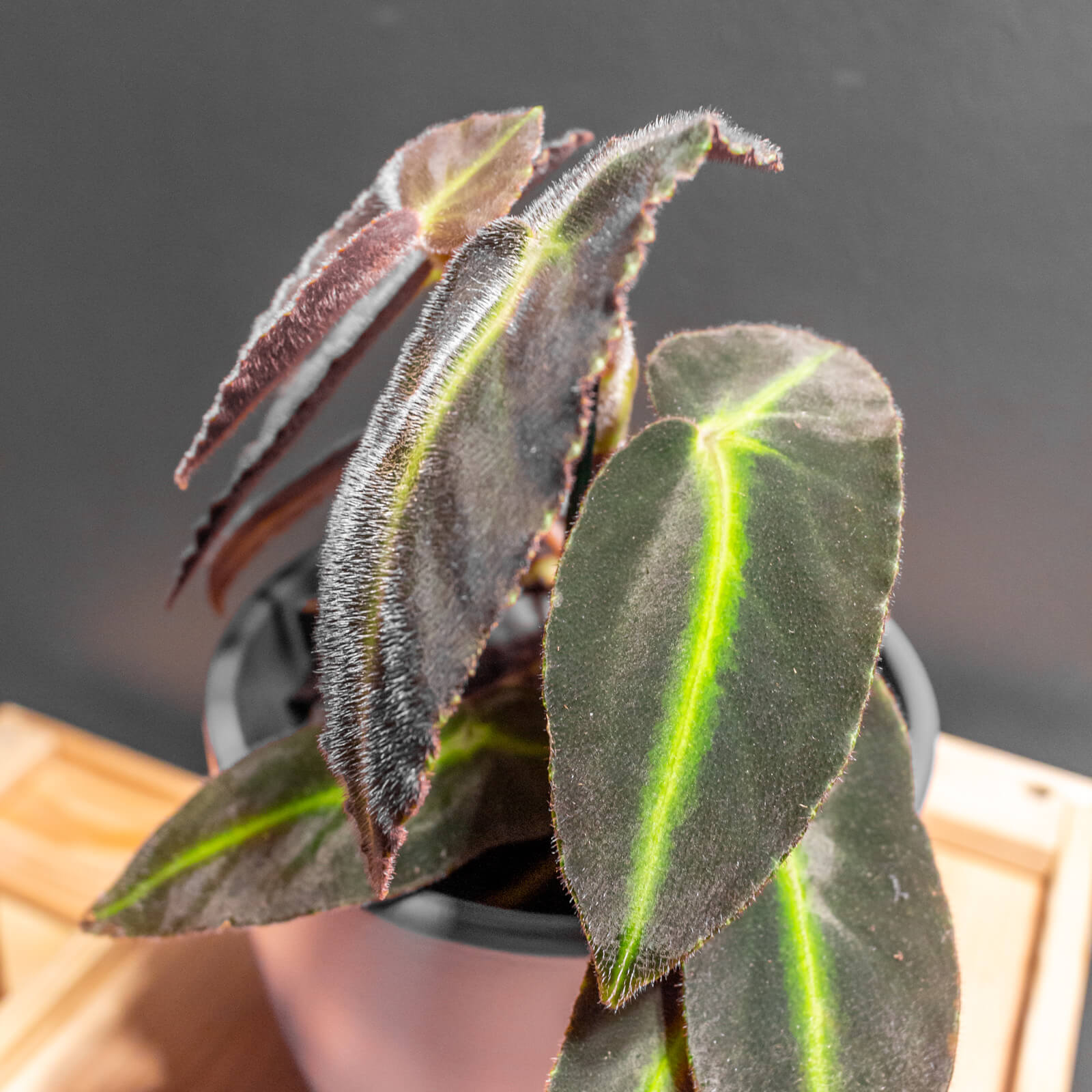 Begonia Listrada 12cm