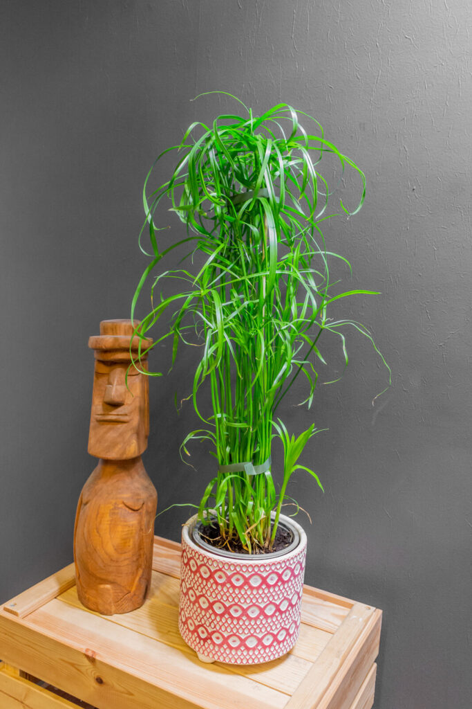 Cyperus Alternifolius 14cm