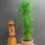 Cyperus Alternifolius 14cm