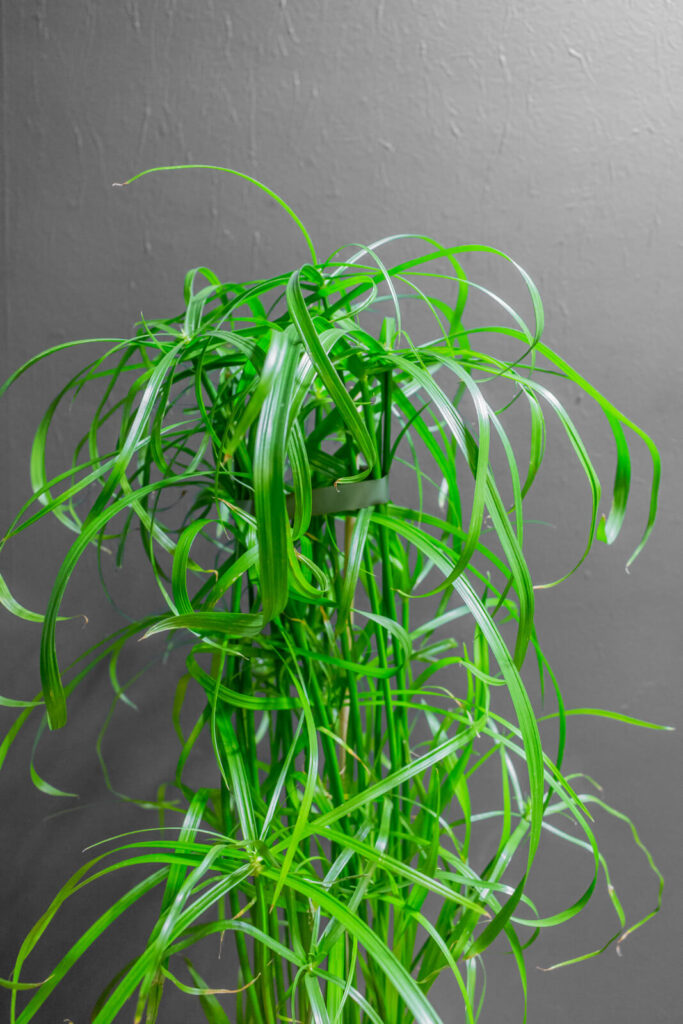 Cyperus Alternifolius 14cm