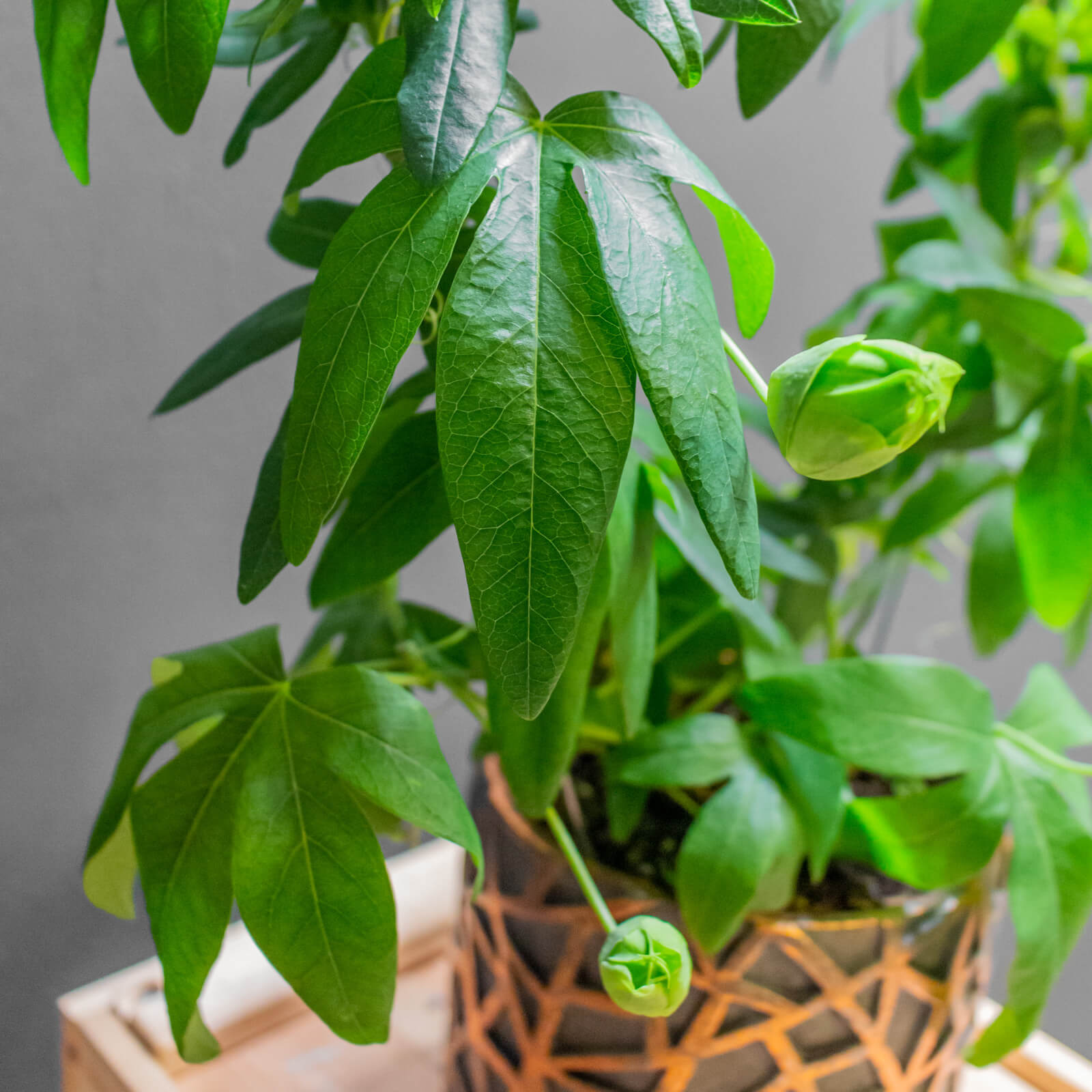 Passiflora Constance Eliott 12cm - Image 3
