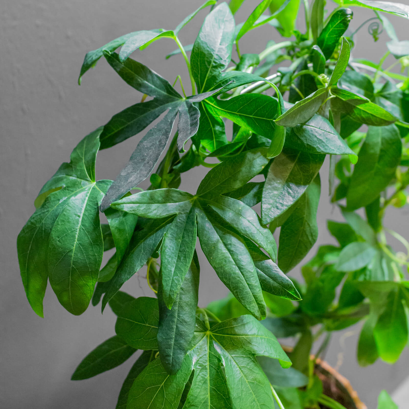 Passiflora Constance Eliott 12cm