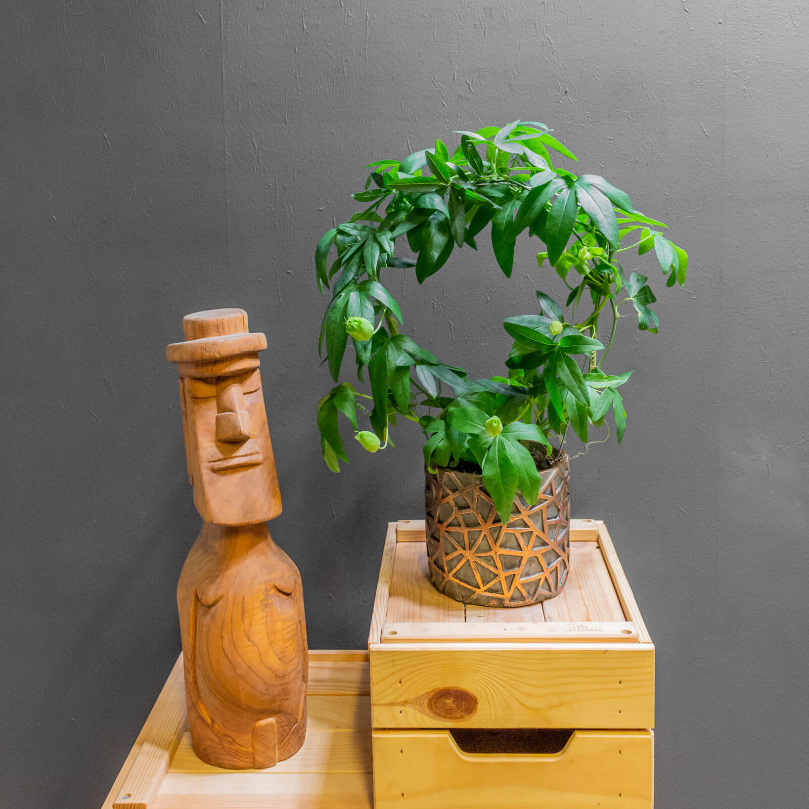 Passiflora Constance Eliott 12cm