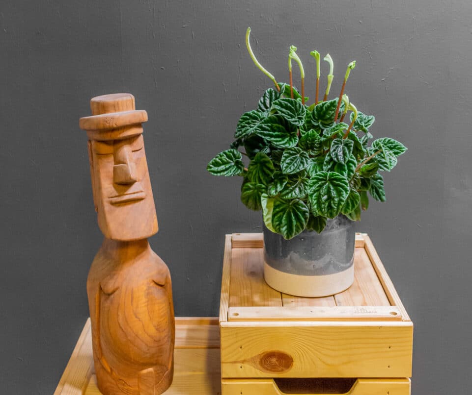 Peperomia Lilian 12cm