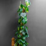 Philodendron Brasil 24cm