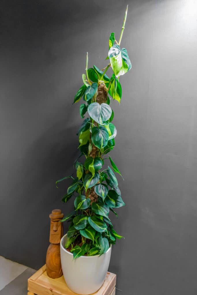 Philodendron Brasil 24cm