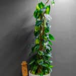 Philodendron Brasil 24cm