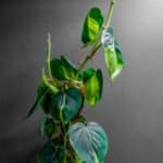 Philodendron Brasil 24cm