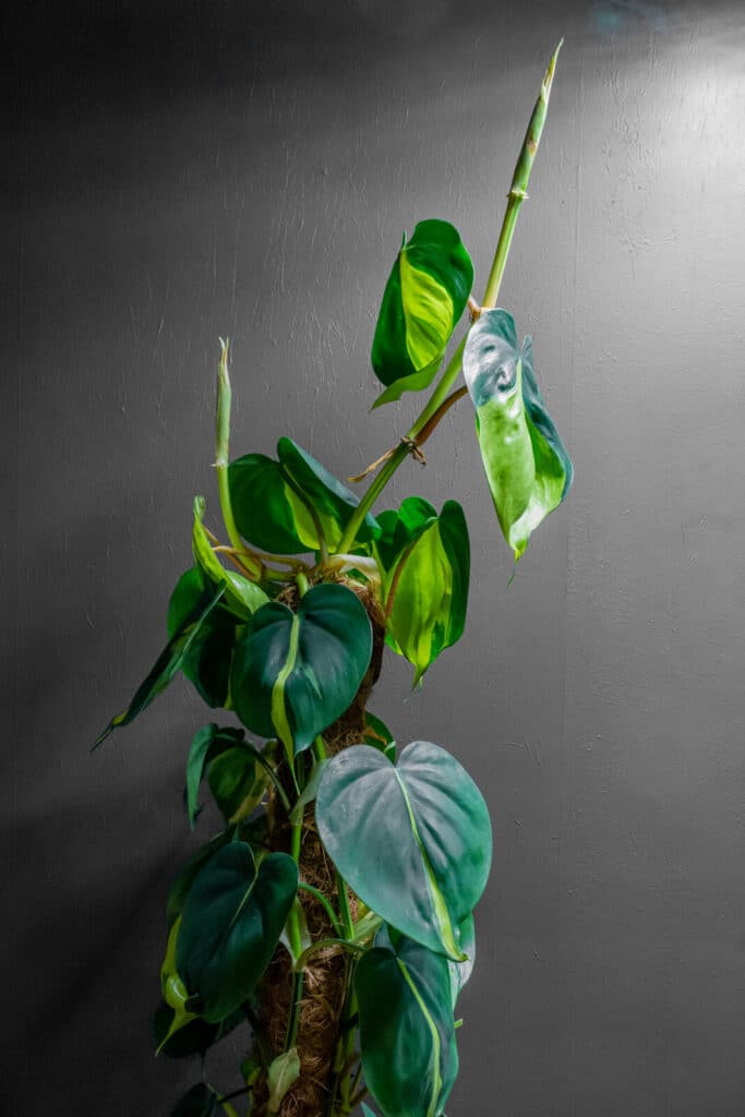 Philodendron Brasil 24cm