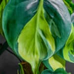 Philodendron Brasil 24cm