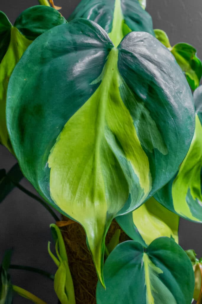 Philodendron Brasil 24cm