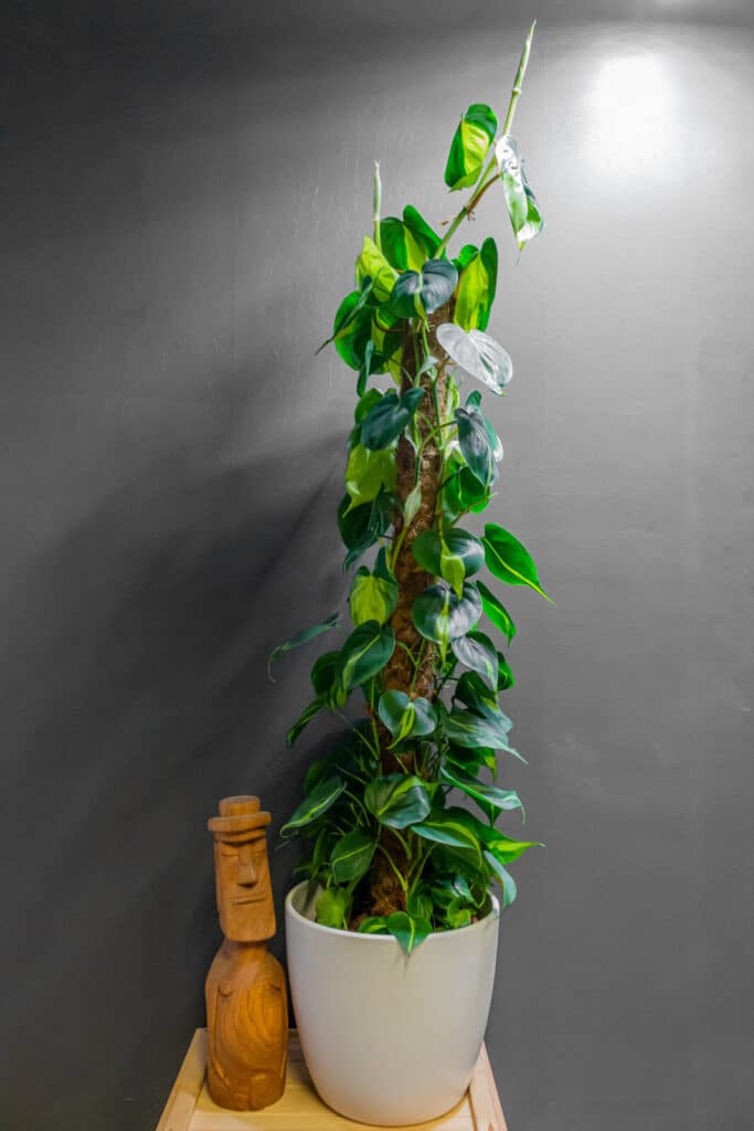 Philodendron Brasil 24cm